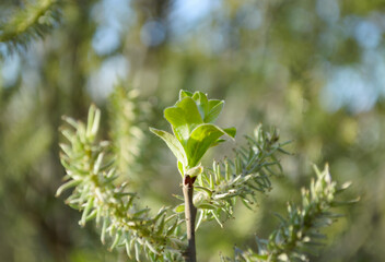 Young green leaves on a branch in spring