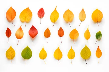  autumn leaves isolated on white © Nature creative