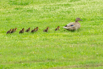 Mallard Ducklings Following Mom