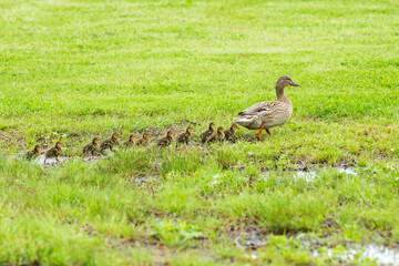 Mallard Hen Leading Ducklings Out of a Wet Area
