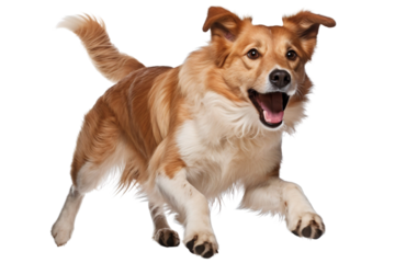 Border collie puppy running and playing isolated on white background cutout