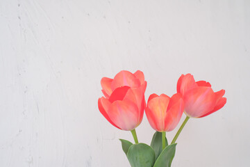 赤いチューリップの花束