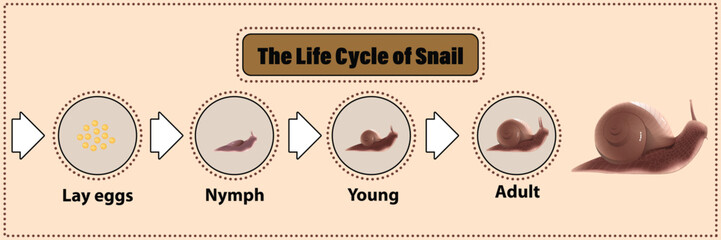 Snail's life cycle Invertebrates Eat plants and fruit