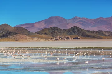 Gordijnen Flamingo in Bolivia © Galyna Andrushko