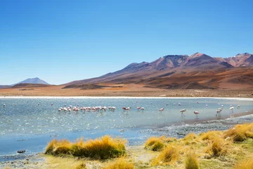 Wandcirkels plexiglas Flamingo in Bolivia © Galyna Andrushko