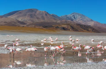 Poster Flamingo in Bolivia © Galyna Andrushko