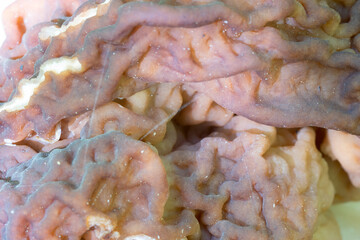 Unknown Mushroom in the Enigmatic Forest.