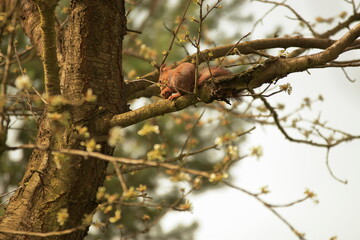 Wiewiórka na konarze drzewa jędząca orzecha - obrazy, fototapety, plakaty