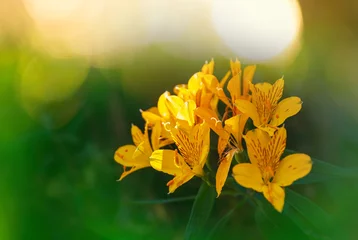 Selbstklebende Fototapeten Wildflowers © Galyna Andrushko