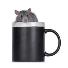Cute young rat sitting in black coffee mug. Looking over edge towards camera. Isolated on a white background.