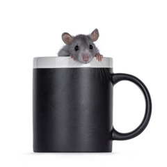 Cute young rat sitting in black coffee mug. Looking over edge towards camera. Isolated on a white background.