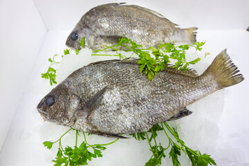Dorado fish on ice with parsley on a table in the kitchen