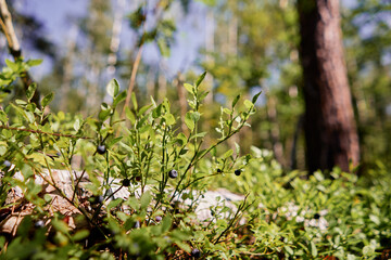 Vaccinium myrtillus. Blueberry or billberry plant in the forest.