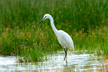 the great egret. found in east africa ,