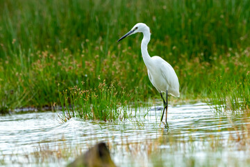 the great egret. found in east africa ,