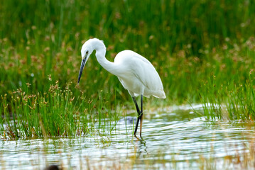 the great egret. found in east africa ,