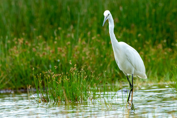 the great egret. found in east africa ,