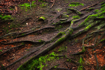 moss on a tree trunk © UA_Color