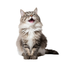  Cat smile on White Background