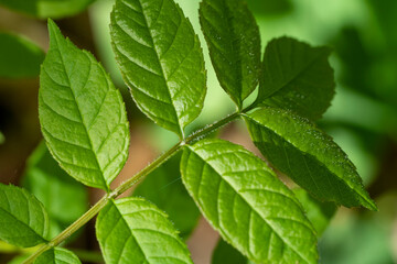 First Vivid Green Spring Leaves Illuminate Forest with Natural Beauty.
