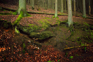 autumn in the forest
