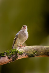 A female common chaffinch (Fringilla coelebs) sits on the thick branch and sings its song toward the camera lens on a sunny spring day. Close-up portrait of female chaffinch with green background.