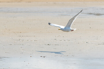 Mouette goëland en train de décoller et survolant une plage au ras du sol