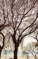 Bare tree branches on the background of the sea and sky.
