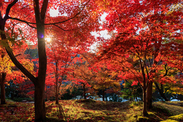 Vibrant red maple tree in a temple, Japan - 773228077