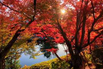 Vibrant red maple tree in a temple, Japan - 773228079