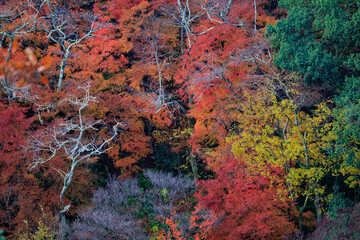 Vibrant momiji fall colors in Japan - 773228208
