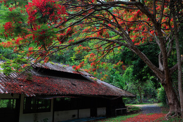 Flamboyant (Delonix regia tree) flowering, Chiang Mai province, Thailand - 773228219