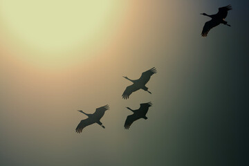 Sandhill cranes (Grus canadensis) in flight; Crane Trust; Nebraska - 773228270