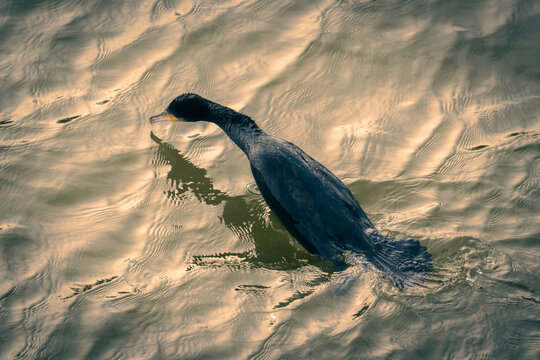 Cormoran qui p&ecirc;che et avale un poisson dans le fleuve la Seine
