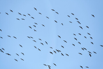 Sandhill cranes (Grus canadensis) in flight; Crane Trust; Nebraska - 773228691