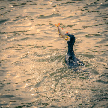 Cormoran qui p&ecirc;che et avale un poisson dans le fleuve la Seine