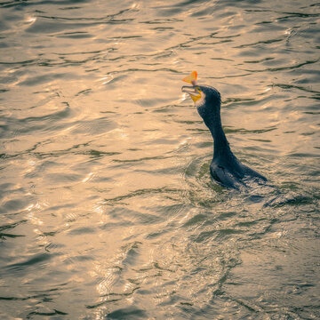 Cormoran qui p&ecirc;che et avale un poisson dans le fleuve la Seine