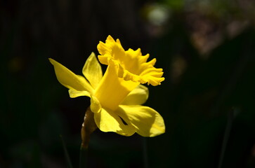 yellow narcissus on a black background
