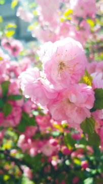 Pink Almond Flowers In Springtime. Vertical