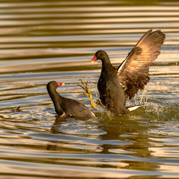 Combat de poules d'eau dans l'eau de la Seine en France