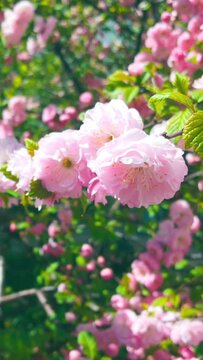 Pink Almond Flowers In Springtime. Vertical

