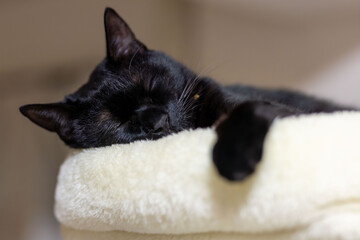 ねこ