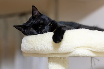 寝る猫　sleeping cat