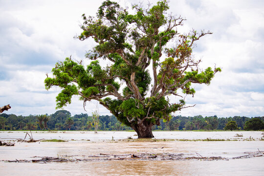 Árvore cercada pela enchente no Rio Tarauacá, Acre, Brasil.
