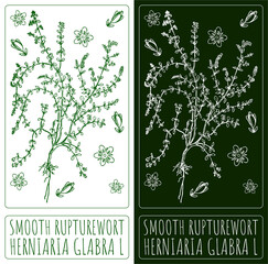 Drawing SMOOTH RUPTUREWORT. Hand drawn illustration. The Latin name is HERNIARIA GLABRA L.