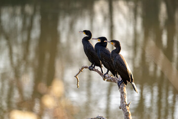 Trois paisibles cormorans alignés sur une branche regardent vers la gauche