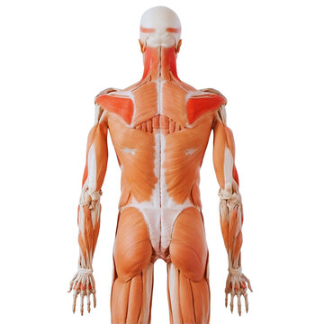 Muscular system of half a human body