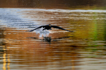 Cormoran qui vole sur la Seine en France
