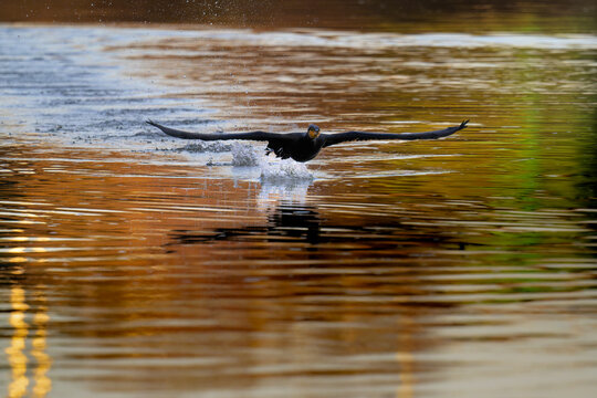 Cormoran qui vole sur la Seine en France