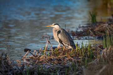 Grey heron sitting with new growing reeds